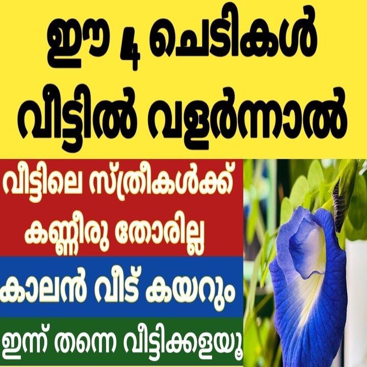 വീട്ടിൽ വളർത്തരുത് ഈ ചെടികൾ: കുടുംബത്തിൽ ദുരിതവും ദോഷവും വരുത്തുന്ന വാസ്തു പ്രശ്നങ്ങൾ