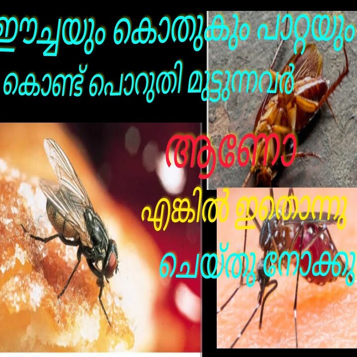 മഴക്കാലത്ത് ഈച്ചയെയും കൊതുകിനെയും തുരത്താൻ ചില എളുപ്പവഴികൾ